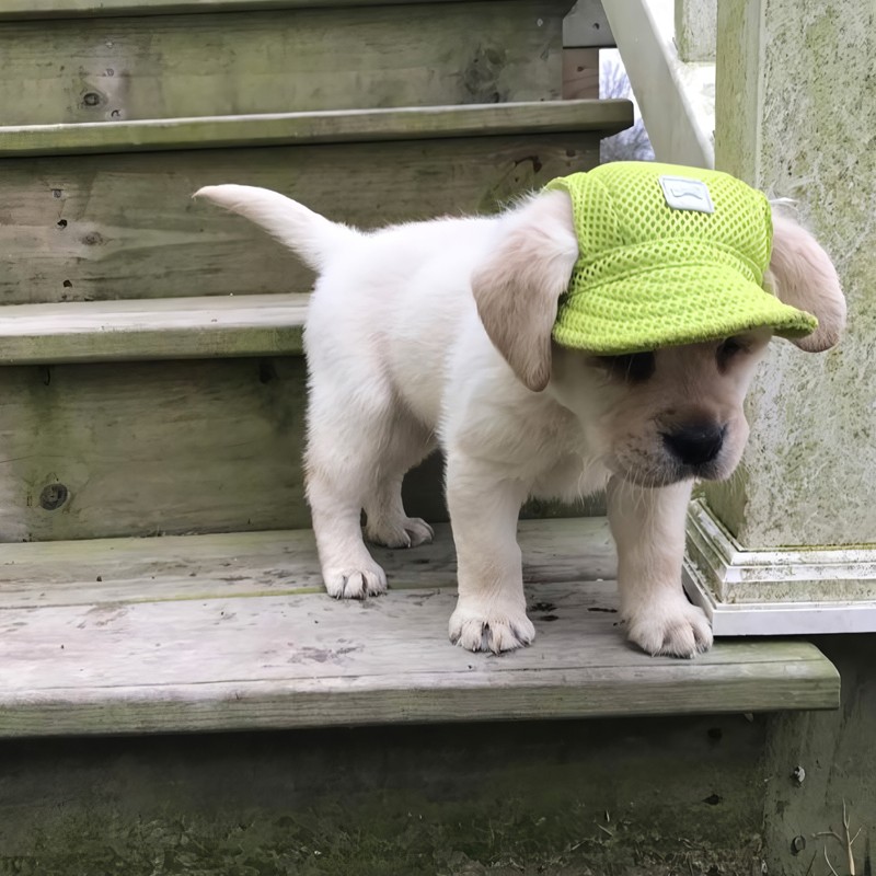 Liquidación de gorras para mascotas 1
