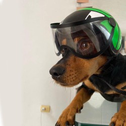 Cascos para moto mascotas3